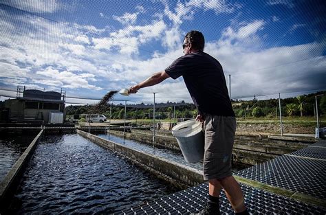 Sustainable salmon farming subject of $5.2 million research project ...