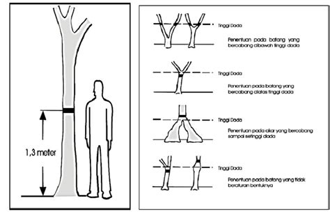 Positions for the measurement of mangrove trunk's circumference on... | Download Scientific Diagram