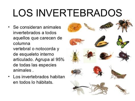 Animales invertebrados - ¡EJEMPLOS + IMÁGENES!