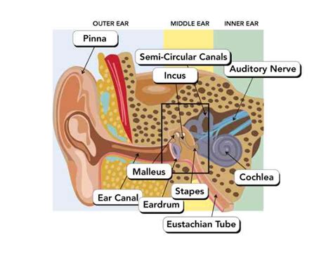 Anatomy Of Human Ear Hammer Anvil And Stirrup