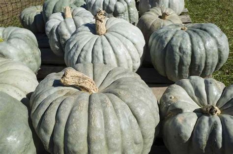 Jarrahdale Pumpkins: Delicious & Festive - Minneopa Orchards