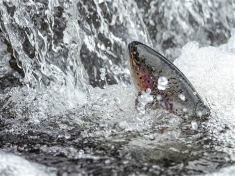 Jumping Trout Stock Photos, Pictures & Royalty-Free Images - iStock