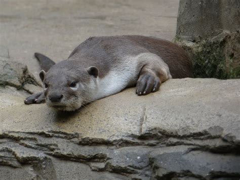 Smooth-coated otter - ZooChat