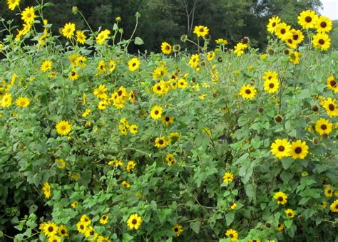 Beach Sunflower (Cucumber-Leaf) Sunflower, 1 g : Southern Exposure Seed Exchange, Saving the ...