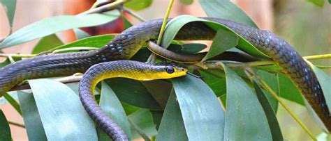 Common Green Tree snake one of our top 6