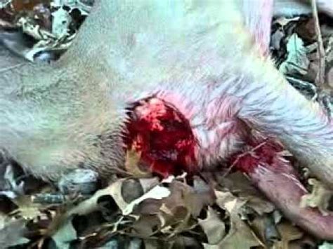 Buckshot Wound Deer - Whitetail Buck Goes Down from 12 Gauge Shotgun Slug in Slow Motion : I go ...