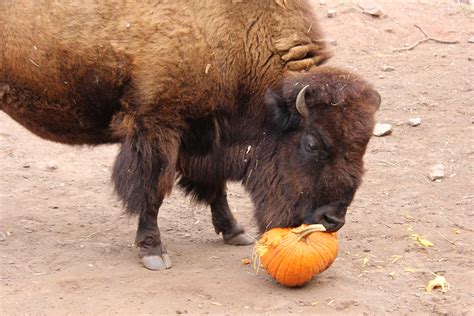 It's fall ya'll! | Elmwood park zoo, Zoo animals, Zoo