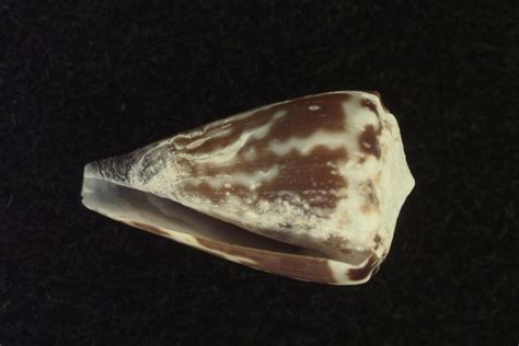 FAU | Cone Snail Venom Shows Potential for Treating Severe Malaria