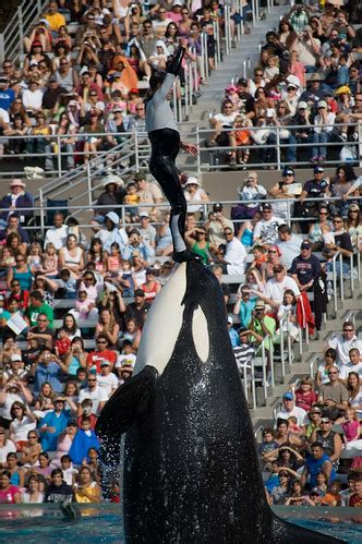 shamu show; believe | Shamu is the stage name of SeaWorld's … | Flickr