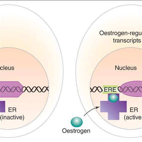 Simplified illustration of the mechanism of oestrogen action in a... | Download Scientific Diagram