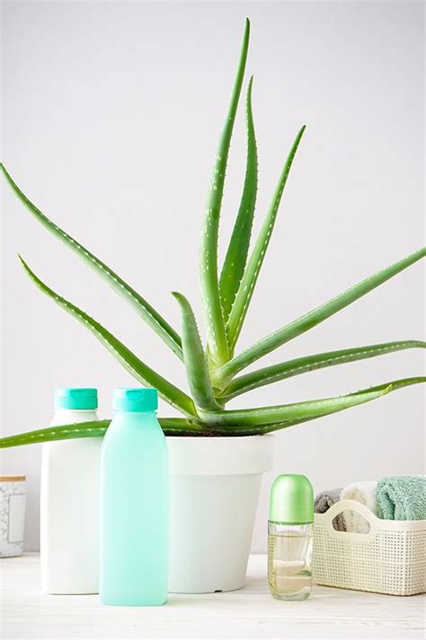 The Best Plants For Bathroom: Create A Relaxing Atmosphere