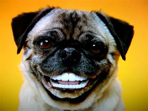 Pug with Dentures! LOL! x Funny Cats And Dogs, Cute Dogs, Funny Animals, Smile Meme, Dog Breath ...