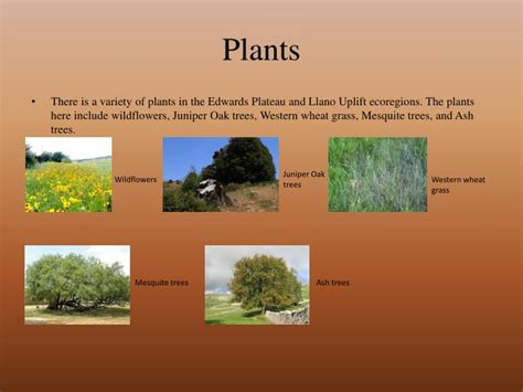 PPT - Edwards Plateau/Llano Uplift PowerPoint Presentation - ID:2060250