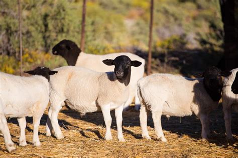 17 Hair Sheep Breeds That Don't Need Expensive Shearing