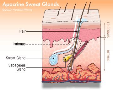 Function of Apocrine Sweat Glands | HowStuffWorks