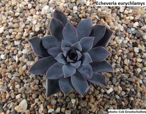 Echeveria eurychlamys / 20 seeds - UnusualSeeds