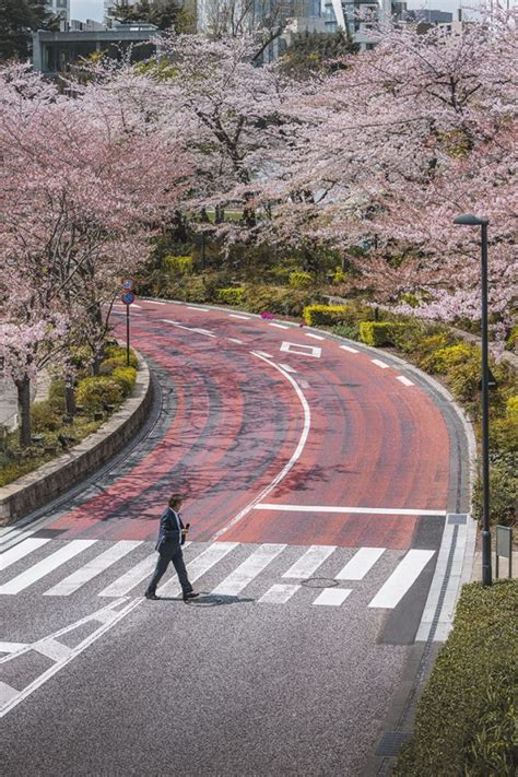 Cherry Blossom Photo Location Guide for Tokyo » Best Sakura Spots