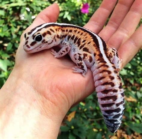 African Fat-Tailed Gecko Facts, Habitat, Diet, Life Cycle, Pictures