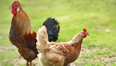 What’s the Perfect Ratio of Hens to Roosters? - The Happy Chicken Coop