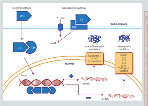 Corticosteroids Mechanism Of Action