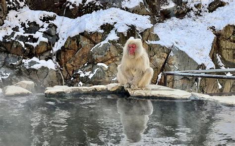 Japan’s snow monkeys are just as photogenic in the off-season | Stars ...