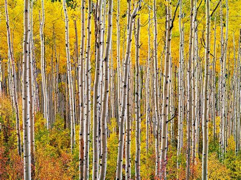 Pando: The World's Oldest Living Organisms | Charismatic Planet