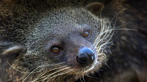 Binturong | San Diego Zoo Animals & Plants