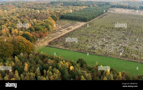 Aerial view of forest Stock Photo - Alamy