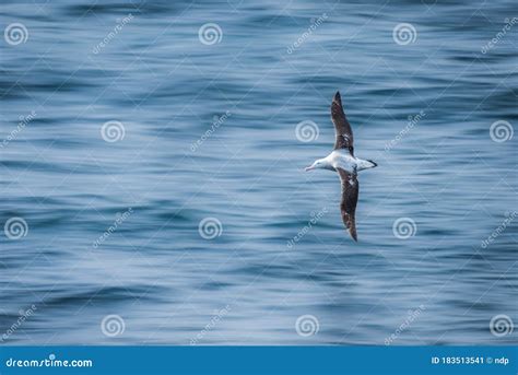 Wandering Albatross Gliding Over Calm Blue Sea Stock Image - Image of wildlife, nature: 183513541