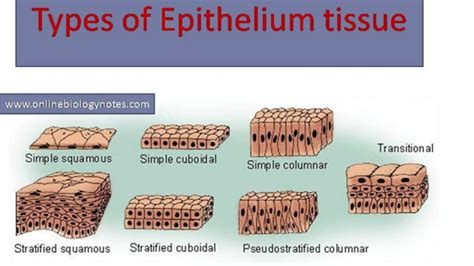 37 simple squamous epithelium diagram - Diagram Online Source