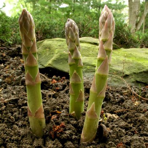 Asparagus | NC State Extension Publications