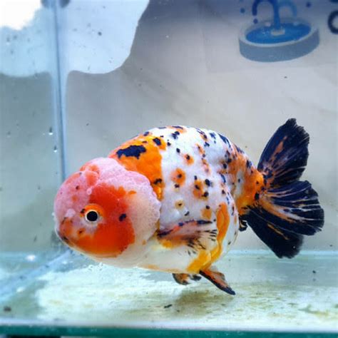 Jual ikan mas koki Ranchu lion head three color. - S - Kota Depok - ara-ara store | Tokopedia