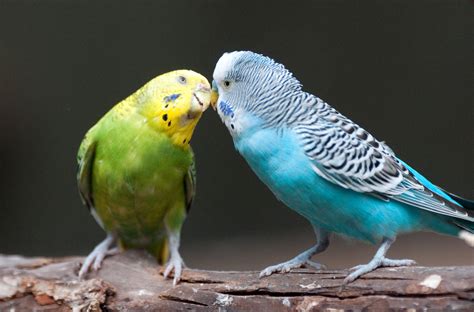 Common Ailments of Pet Parakeets | I Love Parakeets