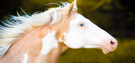 Horses With Blue-Eyes: How Are They Different? | Pagista