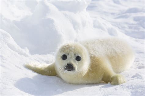 Animals, Cute seals, Seal pup