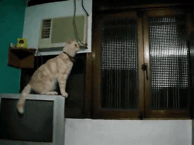 Cat Falling GIF - Find & Share on GIPHY