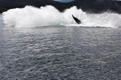 Maui Whale Watching! - Hawaii Ocean Rafting