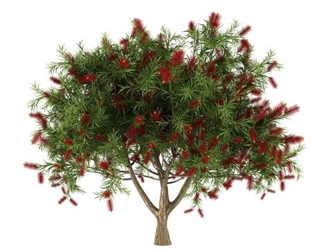 Bottlebrush Tree Care & Growing Guide