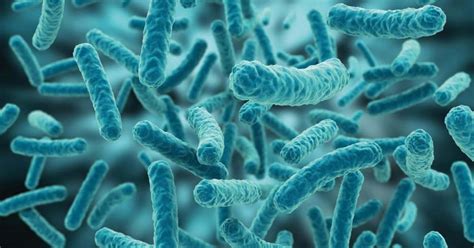 Characterization of Lactic Acid Bacteria from Sudanese Kissra Bread ...