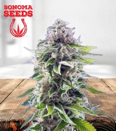 Ghost Train Haze Feminized Marijuana Seeds | Sonoma Seeds