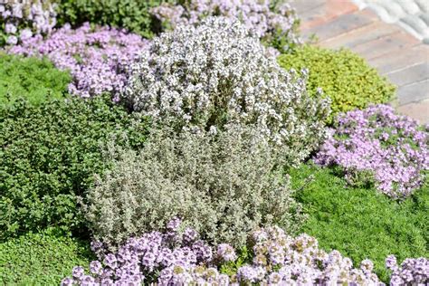 Great Varieties of Thyme to Grow - BBC Gardeners World Magazine