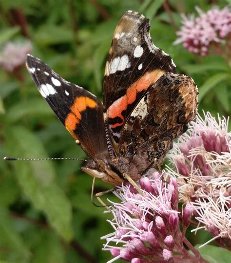 Red Admiral Butterfly - UK : r/pics