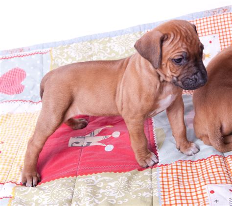 Rhodesian Ridgeback Puppies for Sale - Makeda Ridgebacks