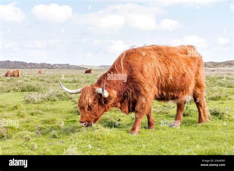 Scottish highland cattle (Bos taurus) on pasture, wind, grass, Langeoog, East Frisia, Lower ...
