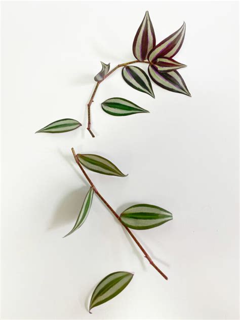 Tradescantia Zebrina Propagation: 3 Simple Steps to Succeed