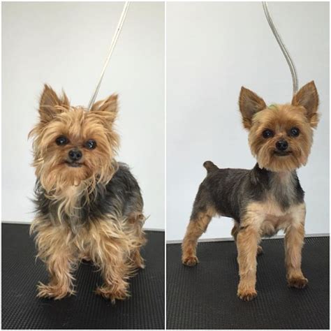 Pin on Yorkie hairstyles