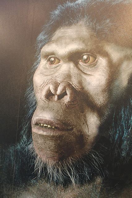 Homo habilis, Sterkfontein Caves exhibition | flowcomm | Flickr