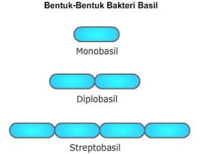 Materi Kelas X: Bentuk Bakteri