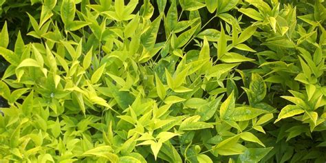 Nandina domestica ‘Lemon Lime’ | Kiefer Nursery: Trees, Shrubs, Perennials