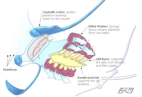 Anatomy Of A Stingray - Anatomical Charts & Posters